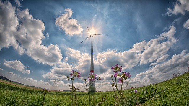 Windkraft und ihre Auswirkungen auf die Tierwelt